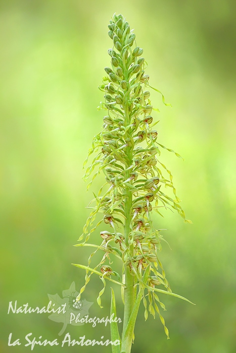 Himantoglossum hircinum (sicilia orientale)